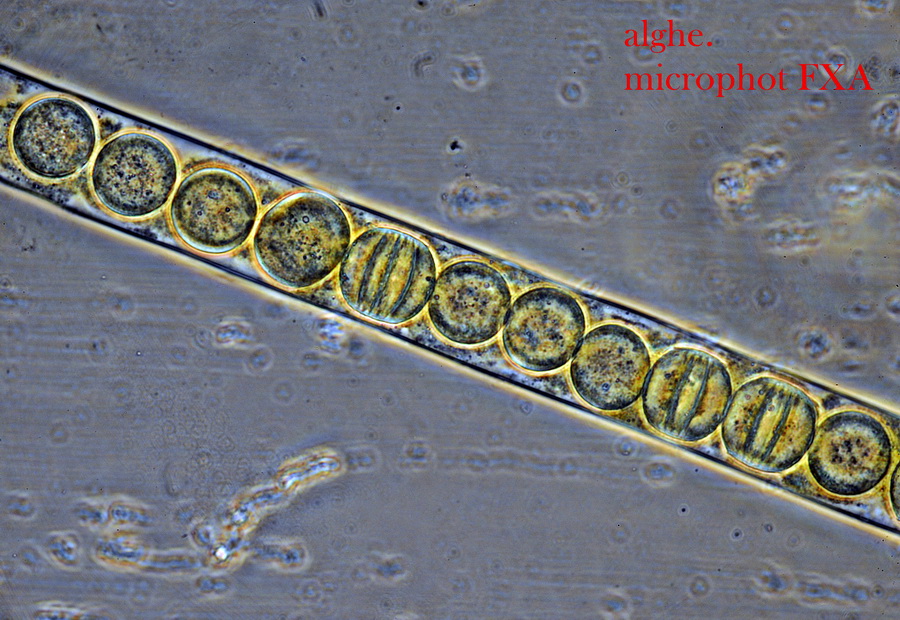 Credo siano alghe verdi.